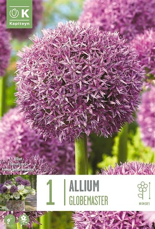 Allium Globemaster