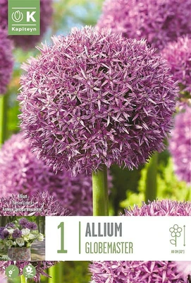 Allium Globemaster