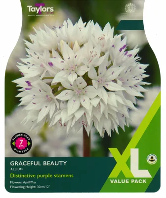Allium Graceful Beauty 5+ XL
