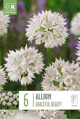 Allium Gracefull Beauty