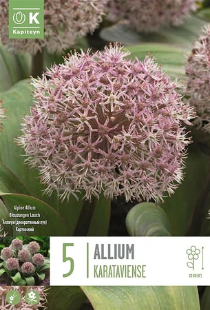Allium Karataviense