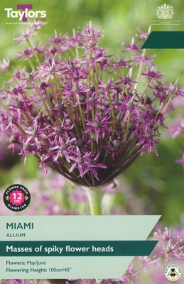 Allium Miami TP