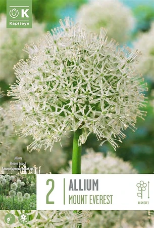 Allium Mount Everest