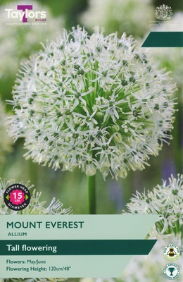 Allium Mount Everest TP