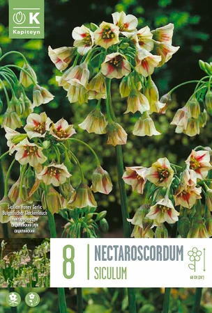 Allium Nectaroscordum