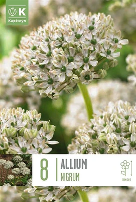 Allium Nigrum