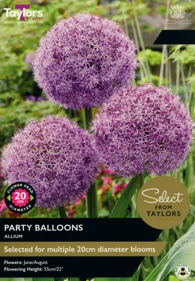 Allium Party Balloons SE