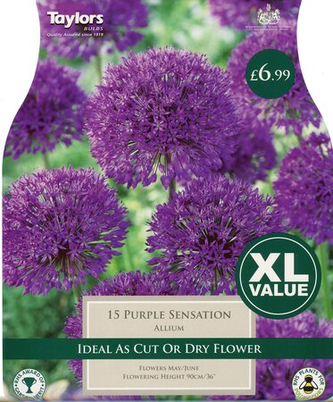 Allium Purple Sensation 10-11
