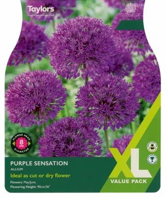 Allium Purple Sensation 10-11