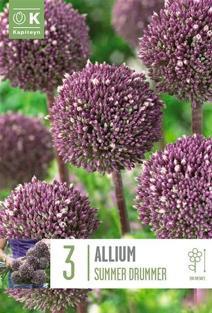 Allium Summer Drummer