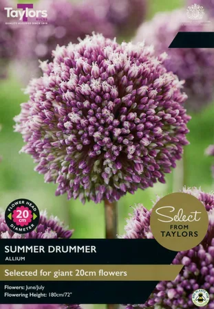 Allium Summer Drummer Sel