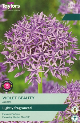 Allium Violet Beauty AX