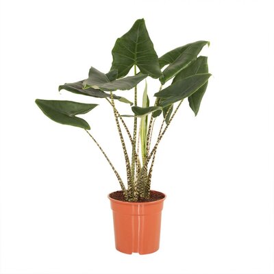 Alocasia 'Zebrina'  P17
