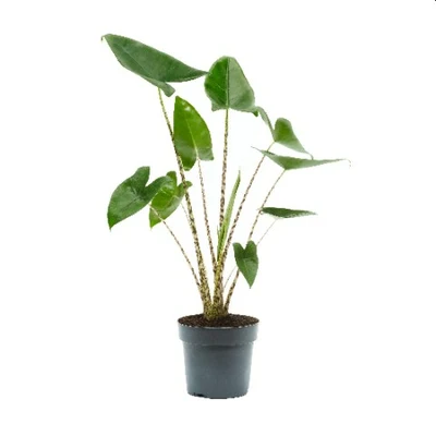 Alocasia 'Zebrina'² P17