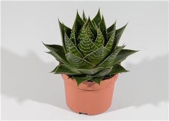 Aloe 'Cosmo' P11