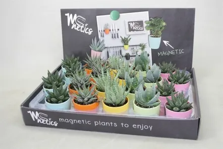 Aloe mix  7 cm magnetic pot