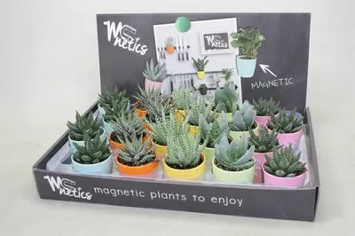 Aloe mix 7 cm magnetic pot