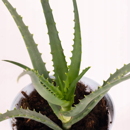 Aloe vera  P12, green