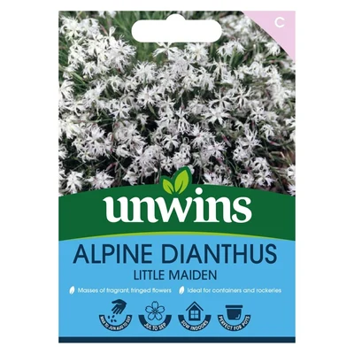 Alpine Dianthus Little Maidenflower - image 1