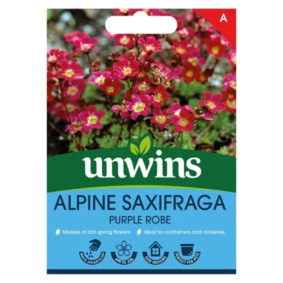 Alpine Saxifraga Purple Robeflower - image 1