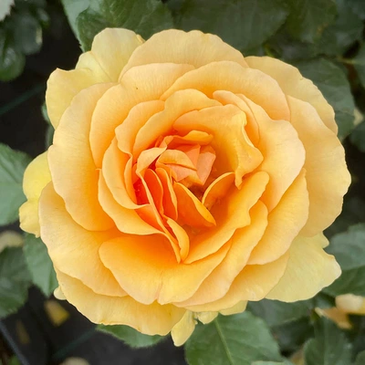 Amber Queen Amber Yellow