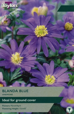 Anemone Blanda Blue TP 4-5cm