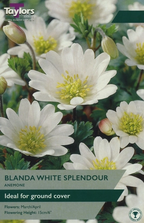 Anemone Blanda White TP 1