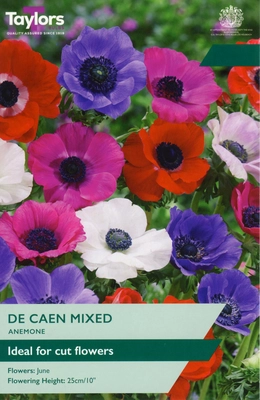 Anemone De Caen Mixed 4-5 P/P