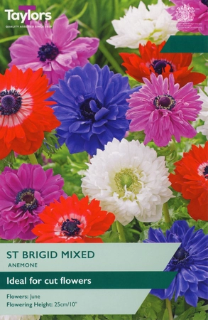 Anemone St. Brigid Mixed 4-5 P/P