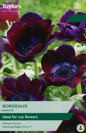 Anenome Bordeaux 4-5 P/P
