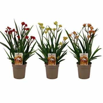 Anigozanthos mix  P12