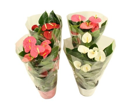 Anthurium 'Flamingo' mix²  P17