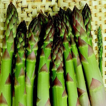 Asparagus Connover'C Colossal
