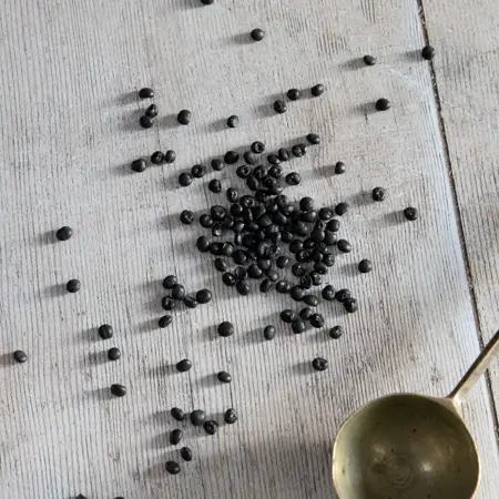 Asparagus Connover's Colossal - image 2