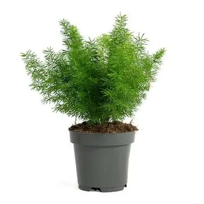 Asparagus densiflorus 'Meyeri' / P12