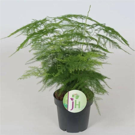 Asparagus mix  P12