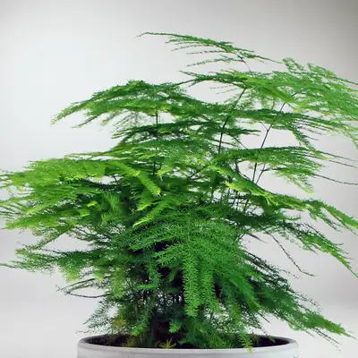 Asparagus setaceus P15
