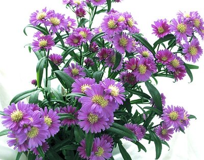 Aster Crown® P12