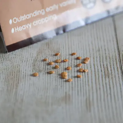 Aubergine Moneymaker F1 - image 3