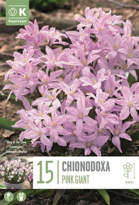 Bag Chionodoxa Pink Giant X 15 5-6 5/+