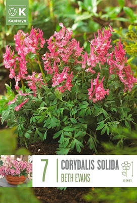 Bag Corydalis Solida Beth Evans X 7 5/+ 5/6