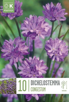 Bag Dichelostemma Congestum X 10 5/7 5/+