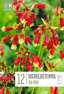Bag Dichelostemma Ida-Mia X 12 5/+ 5/+