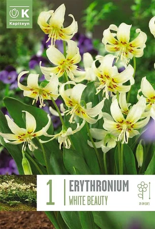 Bag Erythronium White Beauty X 1 I