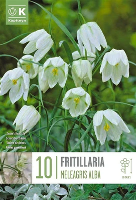 Bag Fritillaria Meleagris Alba X 10 5/+ 5/+