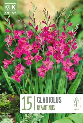 Bag Gladiolus Byzantinus X 15 6/+ 6/+