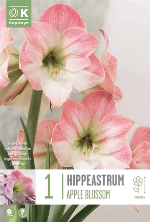 Bag Hippeastrum Apple Blossom X1 24-26