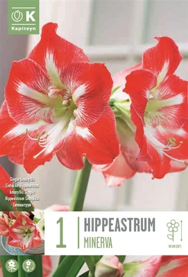 Bag Hippeastrum Minerva X1 24-26