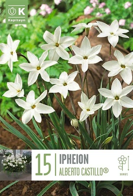 Bag Ipheion Alberto Castillo X 15 5/+ 5/+