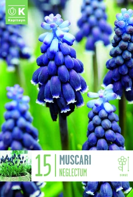 Bag Muscari Neglectum X 15 5/+ 5/6